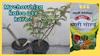 Pot me Mychorrhiza kaise use kare  How to use mycorrhiza after repotting [upl. by Eclud887]