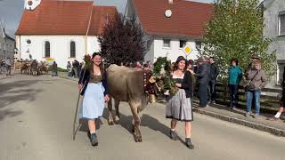 Viehscheid in Oberschönegg 2024 mit der Alpe Gunzesried [upl. by Ahmar]