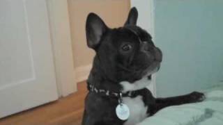 Cute French Bulldog Barking [upl. by Nessy]