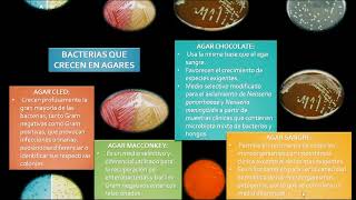 Urocultivo y Antibiograma Abordando lo Teórico para una Aplicación Efectiva [upl. by Eimrots]