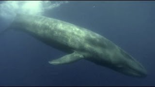 Blue Whale dives underwater  HD video footage from Sri Lanka [upl. by Sola405]