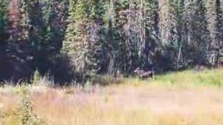 Bear Hunting trip to Longlac Ontario Canada [upl. by Hadik]