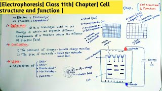 Electrophoresis Class 11th Chapter Cell structure and function [upl. by Georgina]