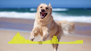 Dog Barking  Ringtone short [upl. by Cari401]