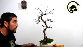 How To Bonsai Design  Crataegus Monogyna [upl. by Miguelita]