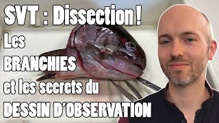 SVT 5è  Dissection des branchies et les secrets du bon dessin dobservation [upl. by Lexis]