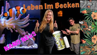 Anemonen Projekt Update Leben Kommt Ins Nano Meerwasser Aquarium Fauna Marin Ready 2 Reef [upl. by Annala582]