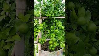 🌿How grow Lemon tree great idea to propagate Lemon tree by air layering using a Carrot🥕 lemontree [upl. by Arte]