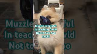 Pomeranian injuring his trachea by forcefully barking Training helps training dog barking dog [upl. by Ydnas]