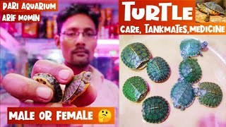 Turtle  Turtle Care Turtle Male amp Female Turtle disease amp treatment Tankmates  Pari Aquarium [upl. by Sethrida]