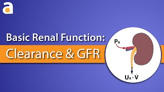 Basic Renal Function Clearance and GFR [upl. by Amol776]