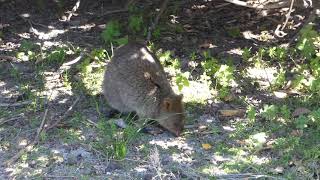 Quokka feeding on Rottnest Island [upl. by Jeramie]