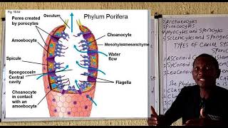 Phylum Porifera [upl. by Annadiana225]