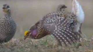 Sharptail Grouse Dancing [upl. by Melleta]