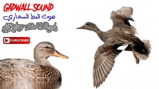 صوت البط السماري جوشم للصيد Gadwall Hunting Sound [upl. by Kcin279]