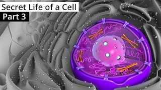 The Secret Life of a Cell Part 3  The Nucleus [upl. by Sheffield]