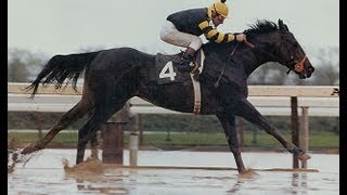 Seattle Slew  Full Documentary [upl. by Sydel]