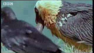 Wild African vulture birds scavage bones of dead animals  BBC wildlife [upl. by Eboj]