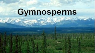 Gymnosperms and Conifers honors updated [upl. by Neural560]