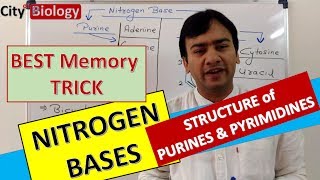 NITROGEN BASES  PURINES amp PYRIMIDINES  Best memory trick for NEETAIIMS PMT [upl. by Laddy]