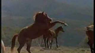 Yarraman  Movie The Silver Brumby [upl. by Ahsied]