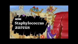 Aprende sobre Staphylococcus aureus  Sketchy Medical [upl. by Esoranna510]