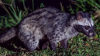 Asian Palm Civet Paradoxurus hermaphroditus [upl. by Lelia]